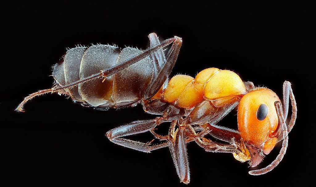 Ant Control service in Enid, OK