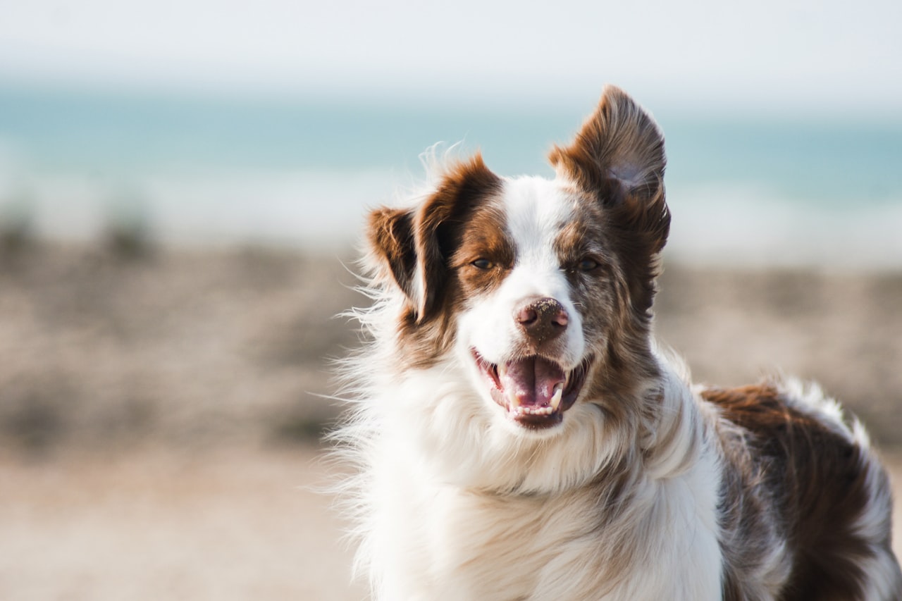 Flea & Tick Control service in Enid, OK
