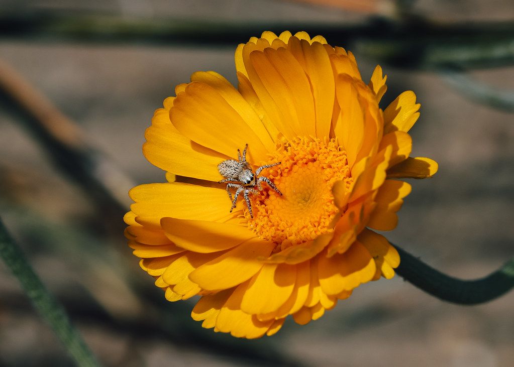 Spider Control service in Enid, OK